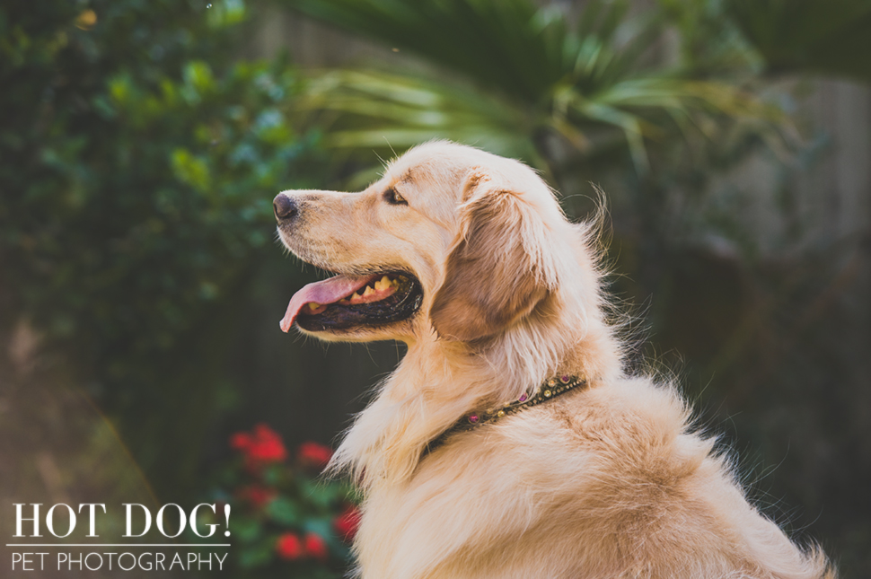 Maggie the Golden Retriever | Orlando Pet Photography