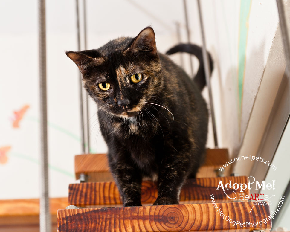 Cat Adoptions for $20.15 and BOGO | Orlando Shelter Photography