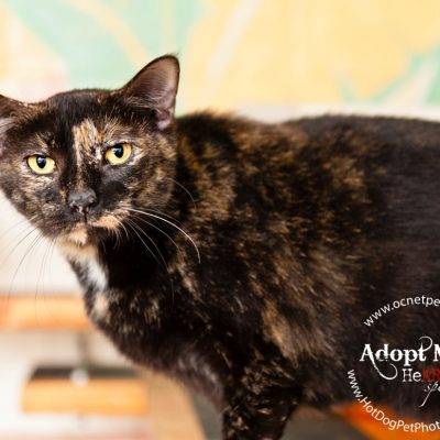 Cat Adoptions for $20.15 at OCAS | Orlando Shelter Photography