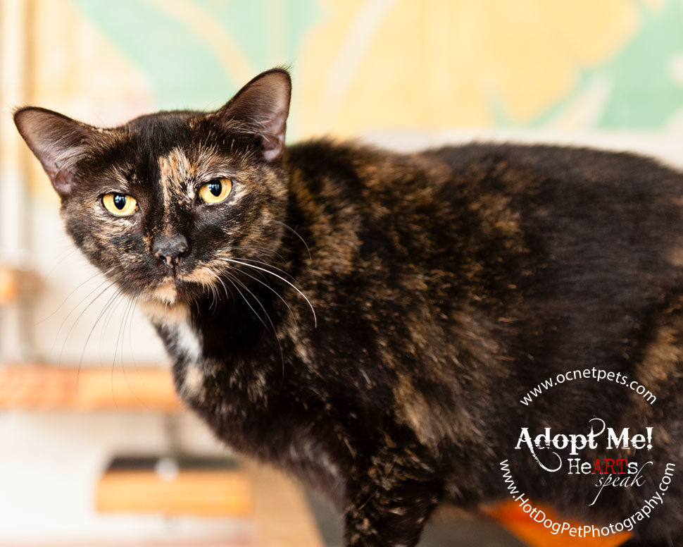 Cat Adoptions for $20.15 and BOGO | Orlando Shelter Photography