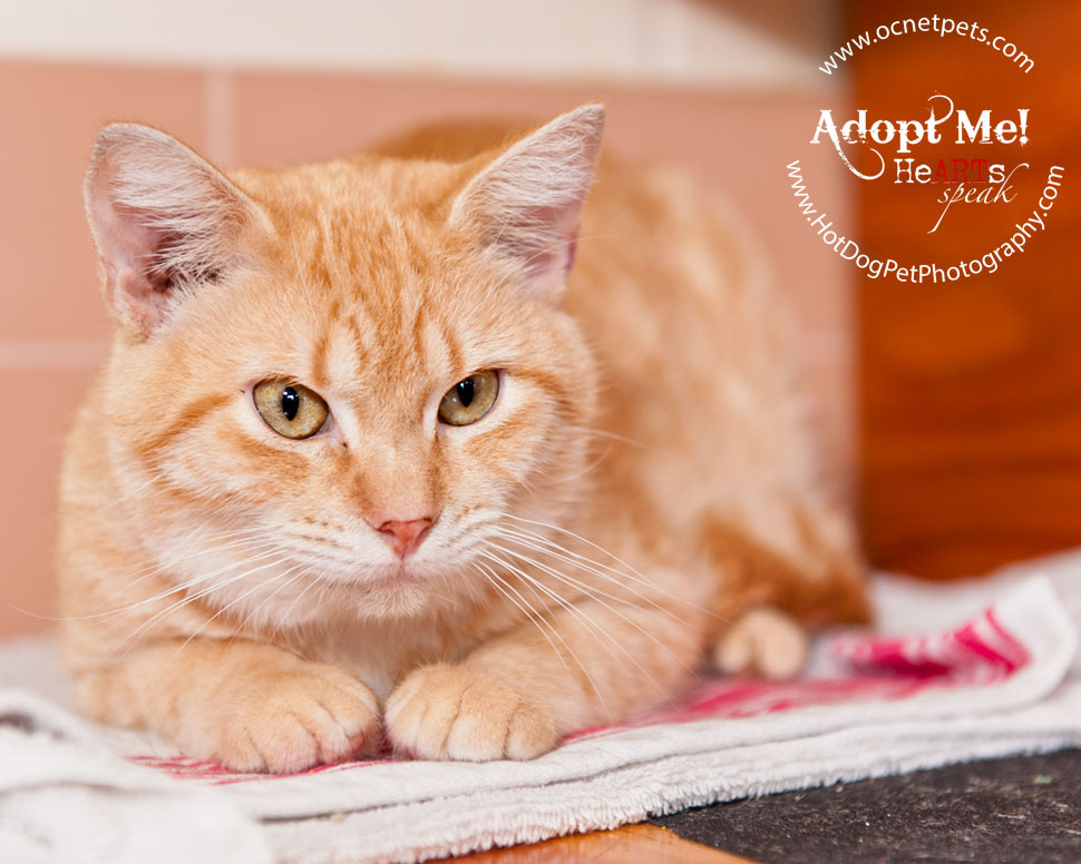 Cat Adoptions for $20.15 and BOGO | Orlando Shelter Photography