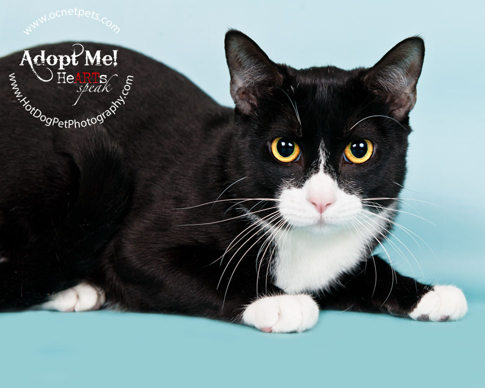 Cat Adoptions for $20.15 and BOGO | Orlando Shelter Photography