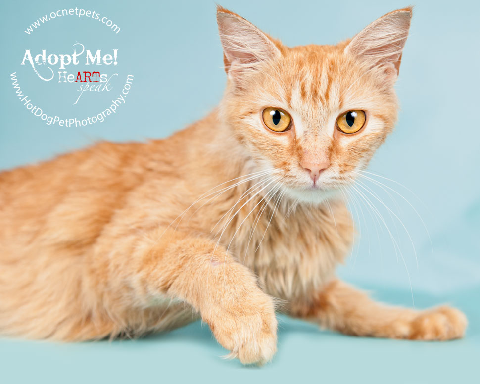 Cat Adoptions for $20.15 and BOGO | Orlando Shelter Photography