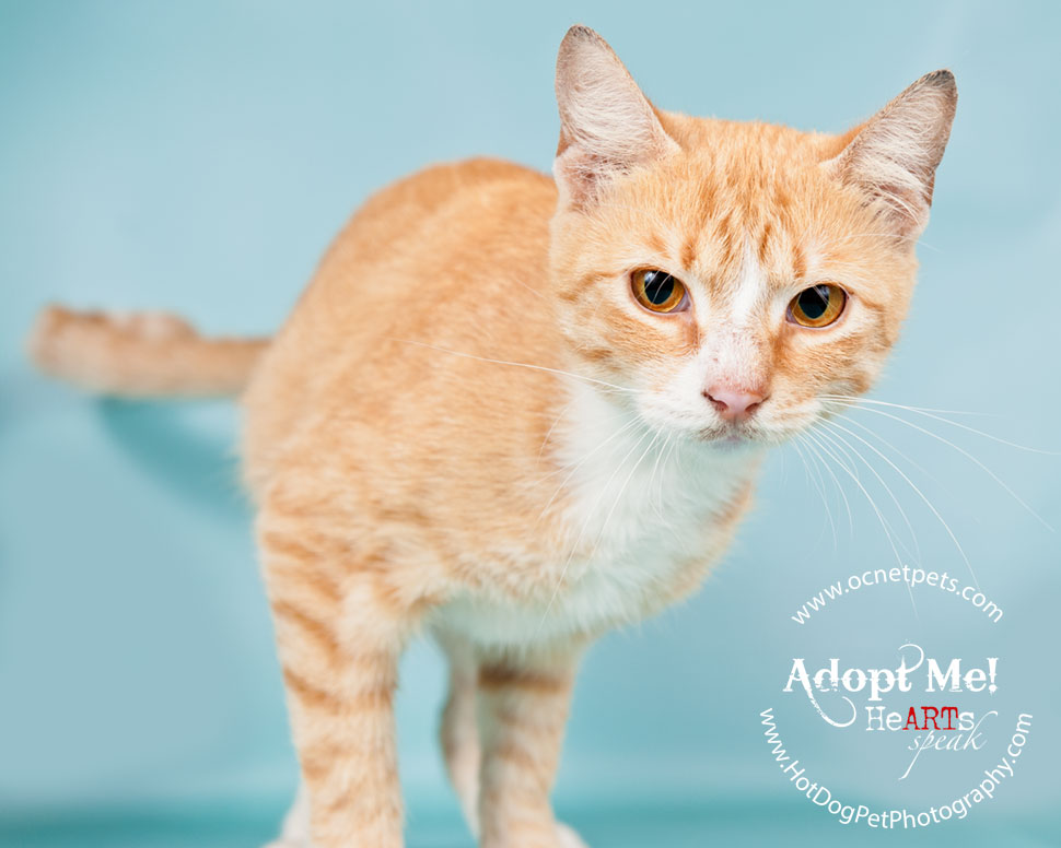 Cat Adoptions for $20.15 and BOGO | Orlando Shelter Photography