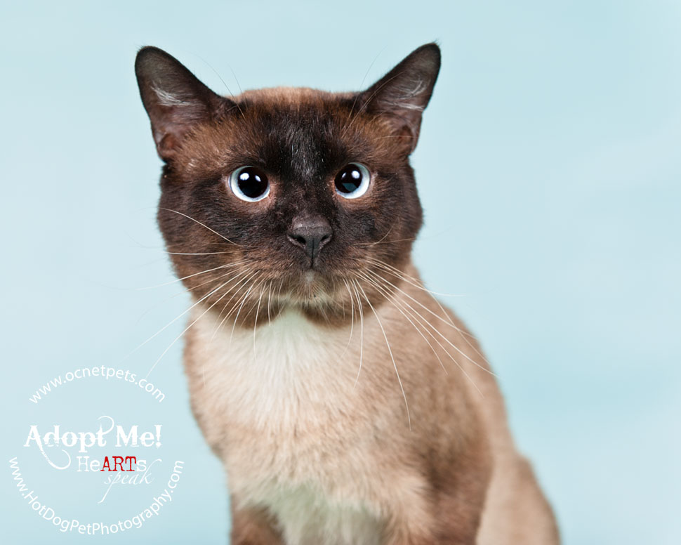 Cat Adoptions for $20.15 and BOGO | Orlando Shelter Photography