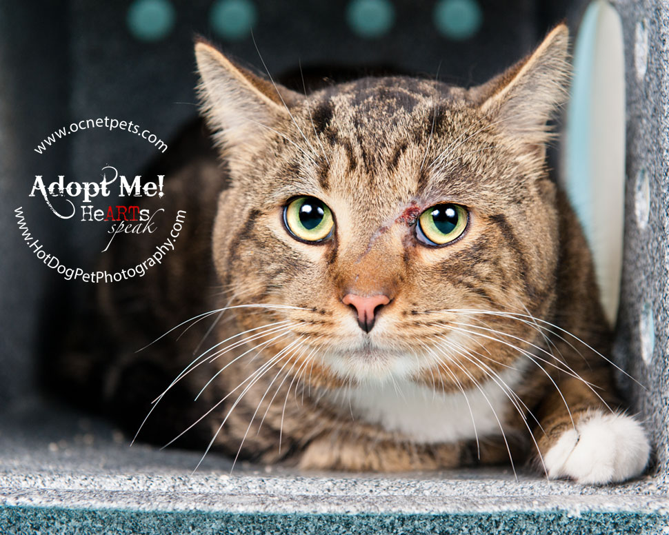 Cat Adoptions for $20.15 and BOGO | Orlando Shelter Photography