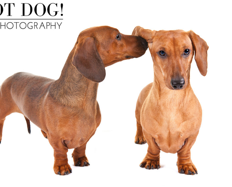 Highlights from the AKC/Eukanuba National Championship 2014 | Part 1