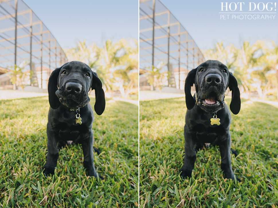 Mako the Great Dane Puppy | Orlando Pet Photography