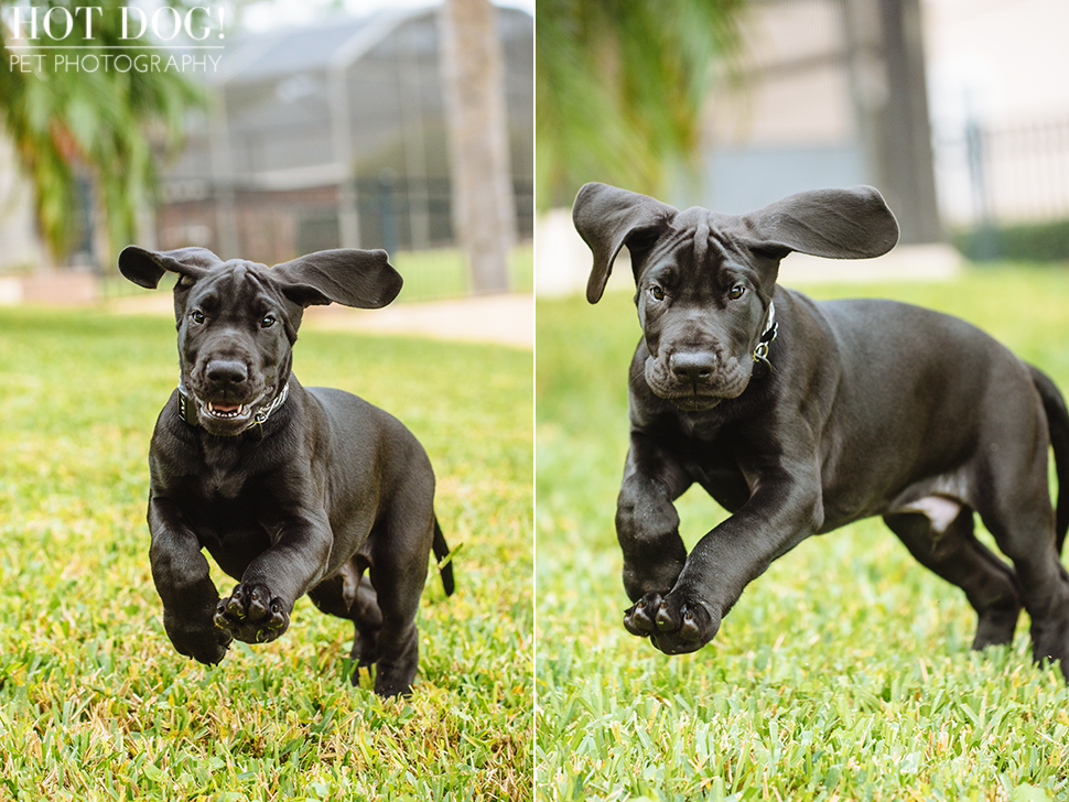 Mako the Great Dane Puppy | Orlando Pet Photography