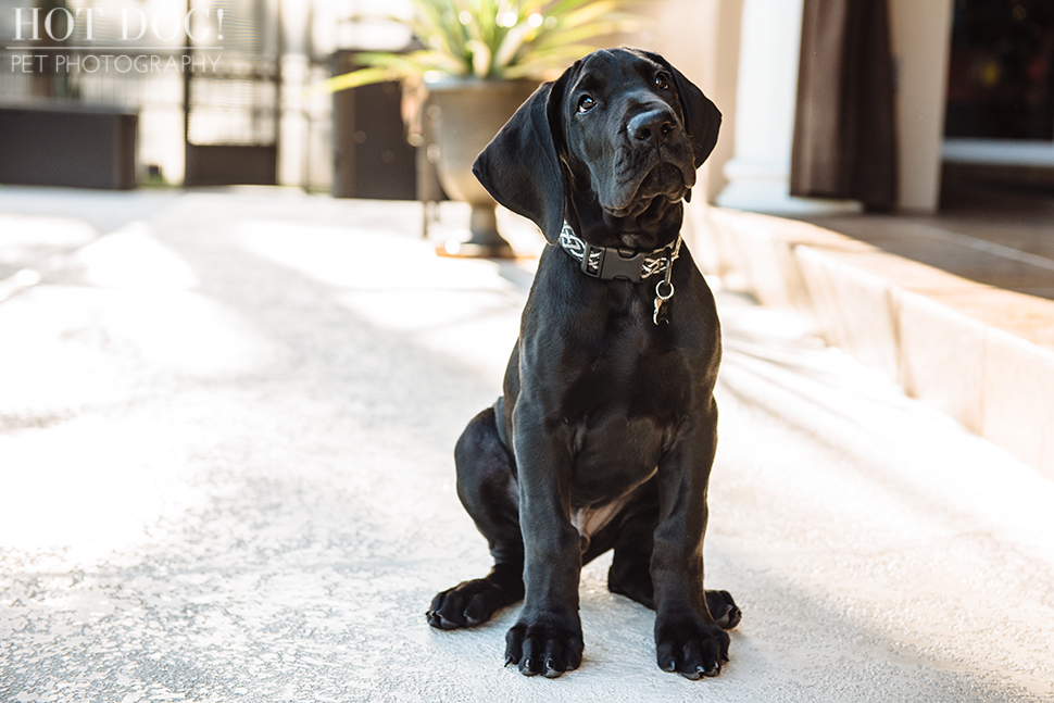 Mako the Great Dane Puppy | Orlando Pet Photography