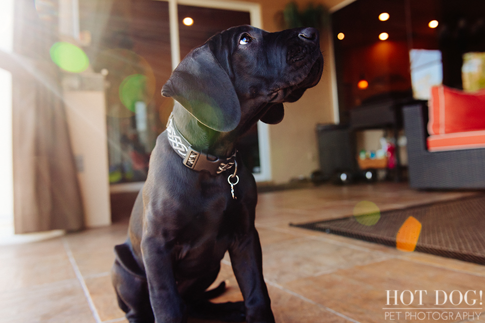 Mako the Great Dane Puppy | Orlando Pet Photography