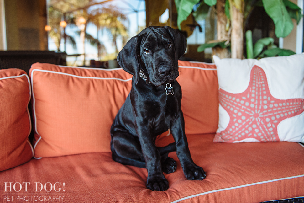 Mako the Great Dane Puppy | Orlando Pet Photography