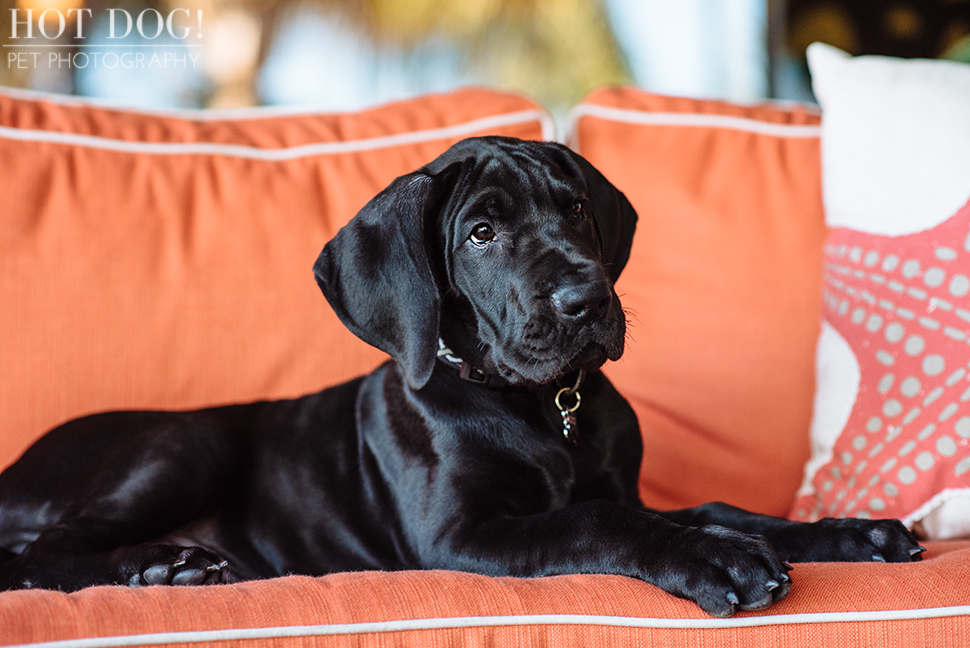 Mako the Great Dane Puppy | Orlando Pet Photography