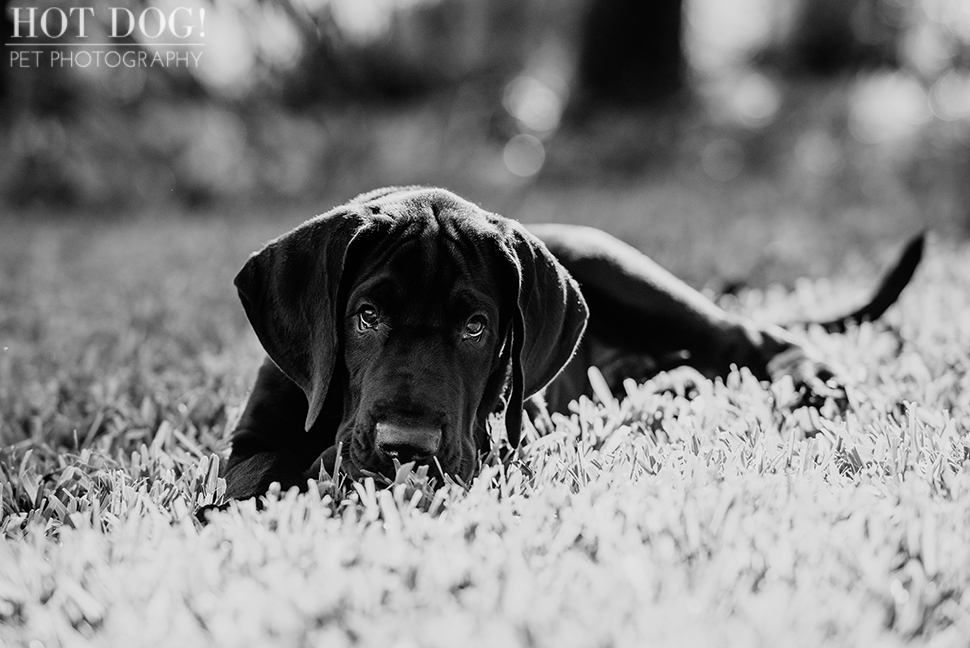 Mako the Great Dane Puppy | Orlando Pet Photography