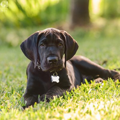 Mako the Great Dane Puppy | Orlando Pet Photography