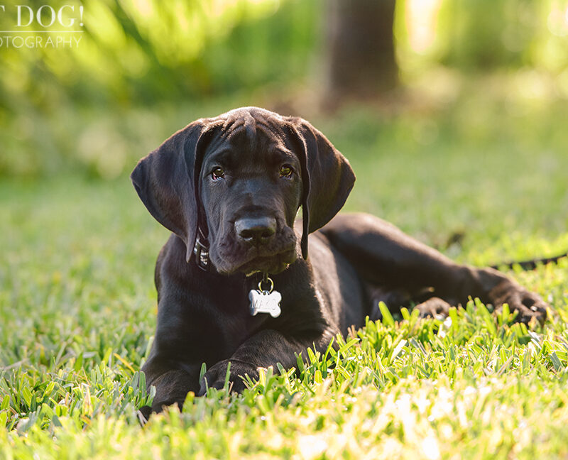 Mako the Great Dane Puppy | Orlando Pet Photography