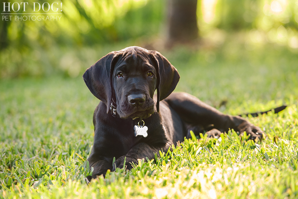 Mako the Great Dane Puppy | Orlando Pet Photography