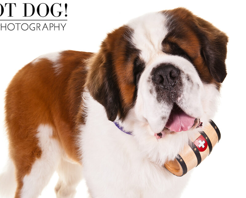 Highlights from the AKC/Eukanuba National Championship 2014 | Part 2