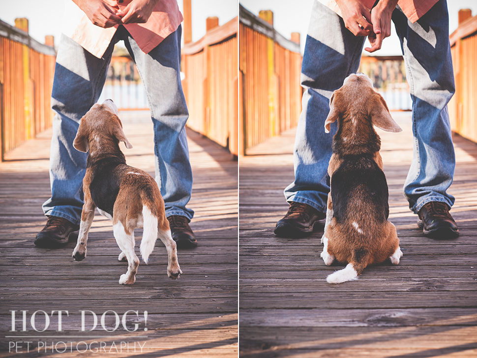 Megan the Beagle | Orlando Pet Photography