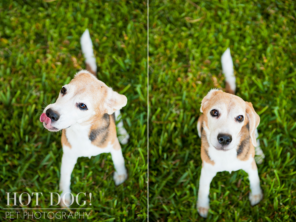 Megan the Beagle | Orlando Pet Photography