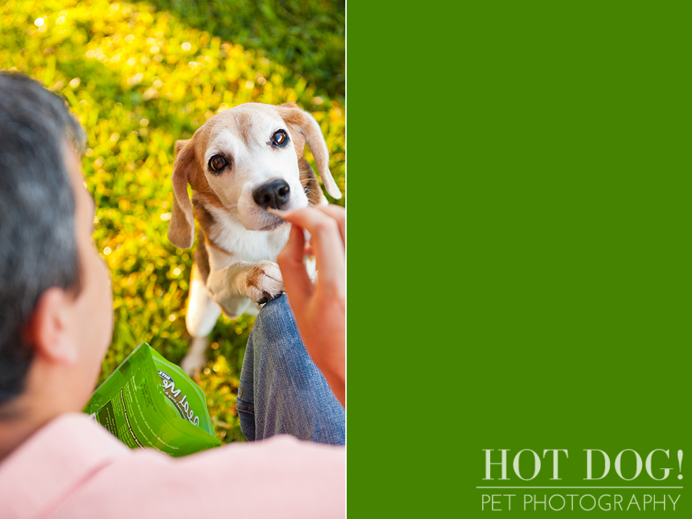 Megan the Beagle | Orlando Pet Photography