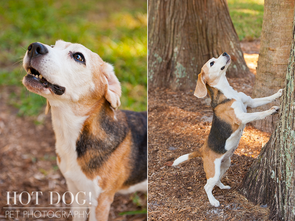 Megan the Beagle | Orlando Pet Photography