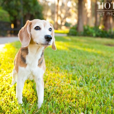 Megan the Beagle | Orlando Pet Photography