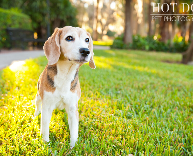 Megan the Beagle | Orlando Pet Photography