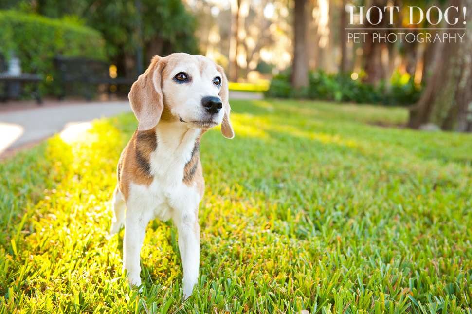 Megan the Beagle | Orlando Pet Photography