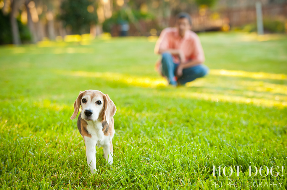 Megan the Beagle | Orlando Pet Photography