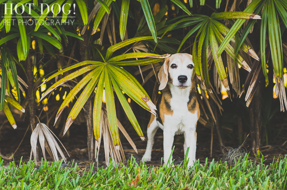 Megan the Beagle | Orlando Pet Photography