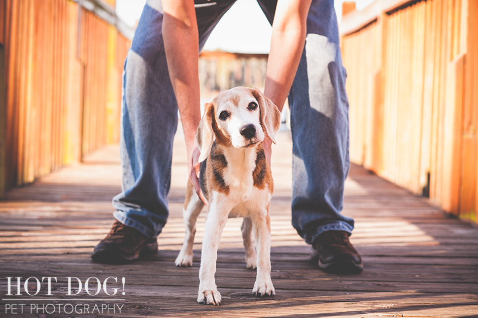 Megan the Beagle | Orlando Pet Photography