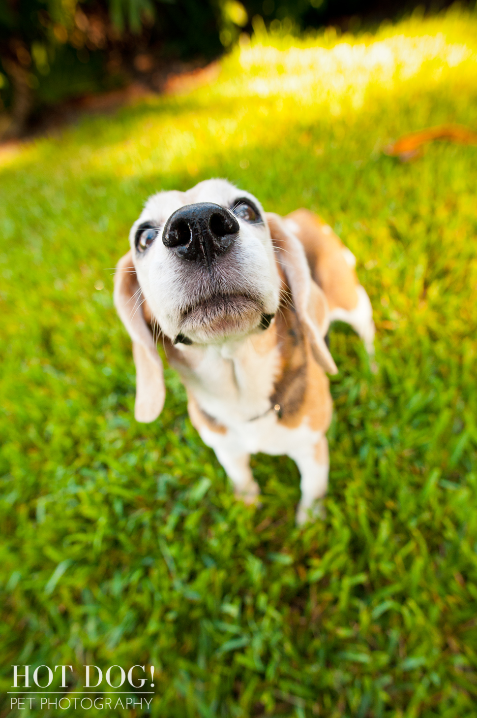 Megan the Beagle | Orlando Pet Photography