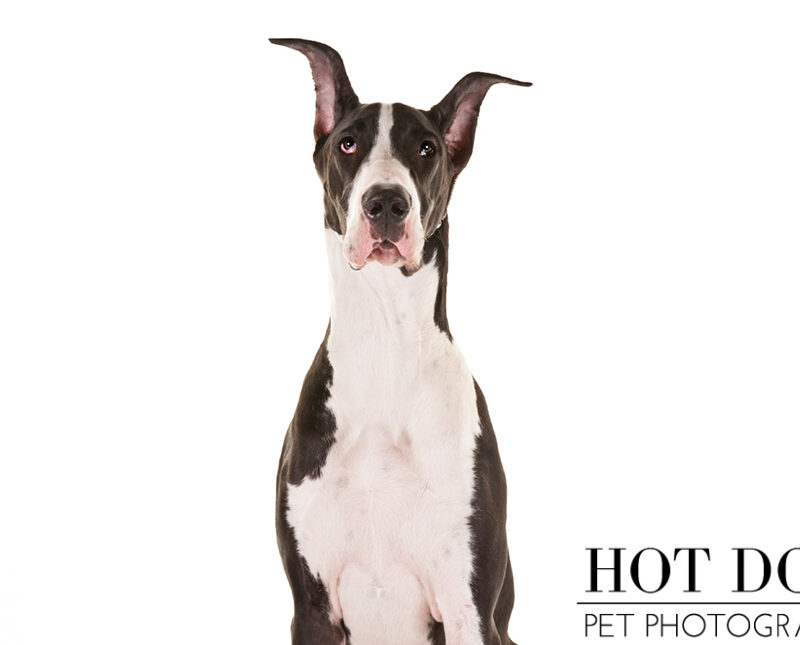 Highlights from the AKC/Eukanuba National Championship 2014 | Part 3