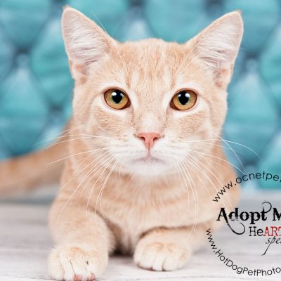 April Microchip Mania | Orlando Adoptable Cats