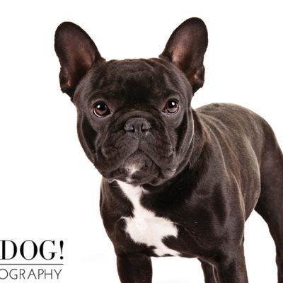 Highlights from the AKC/Eukanuba National Championship 2014 | Part 4