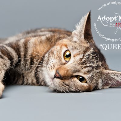 Beautiful Shelter Cats Available for Adoption