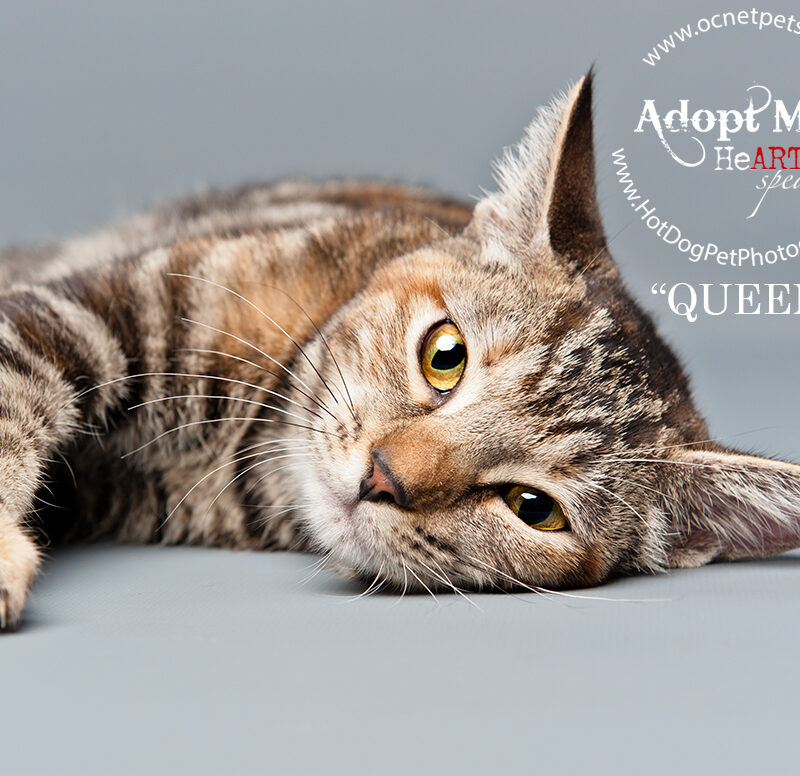 Beautiful Shelter Cats Available for Adoption