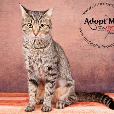 Adoptable Cats at Orange County Animal Services | October 2016