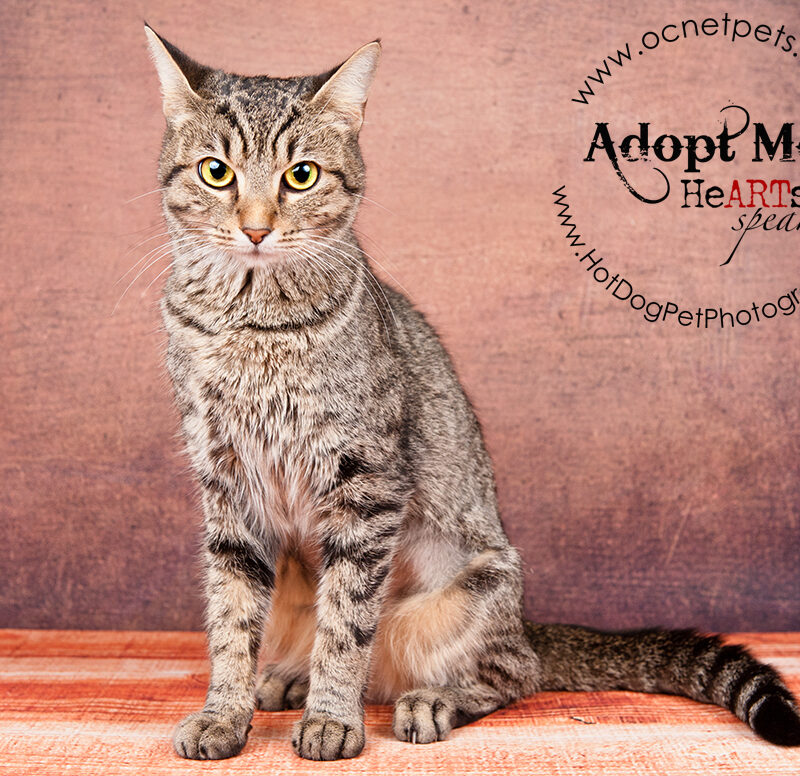 Adoptable Cats at Orange County Animal Services | October 2016