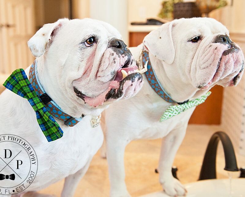 Punchy and Padrone | Windermere Dog Portraits