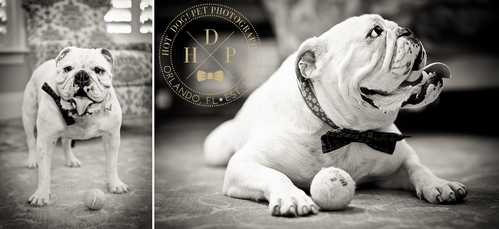 Punchy and Padrone | Windermere Dog Portraits