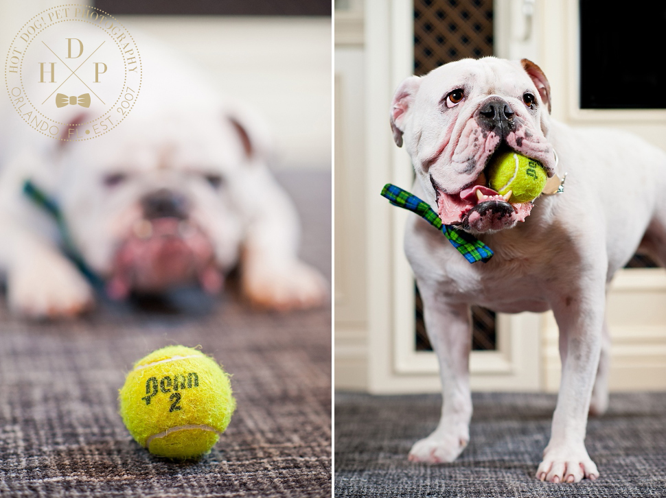 Punchy and Padrone | Windermere Dog Portraits