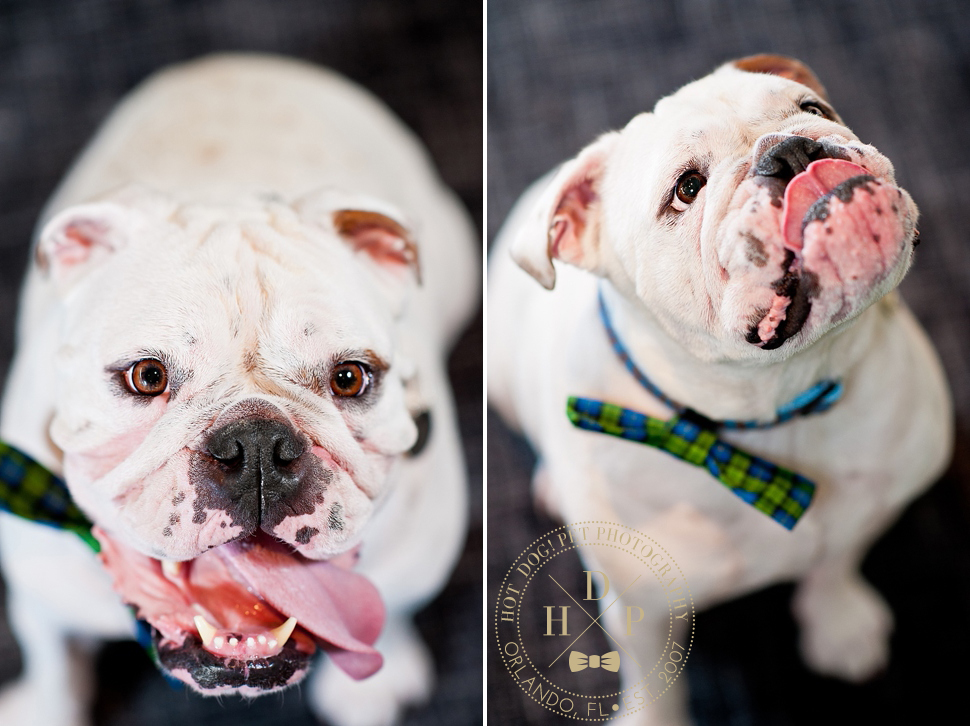 Punchy and Padrone | Windermere Dog Portraits