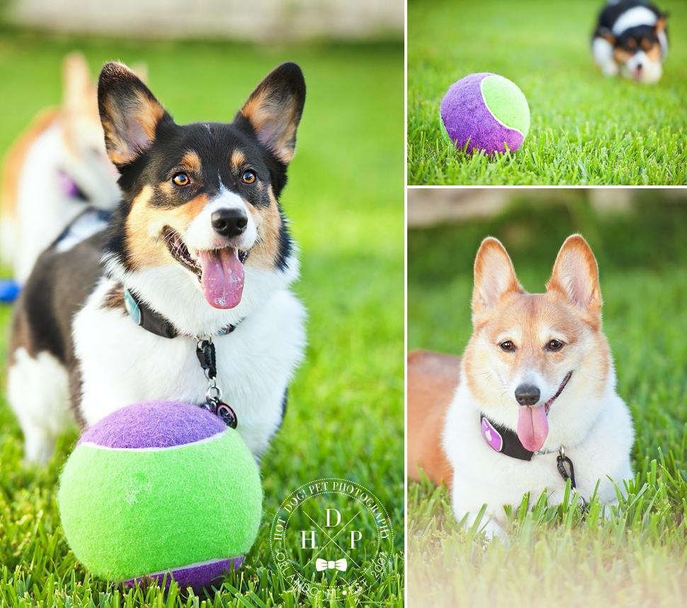 Ginger and Snap | Orlando Dog Photography