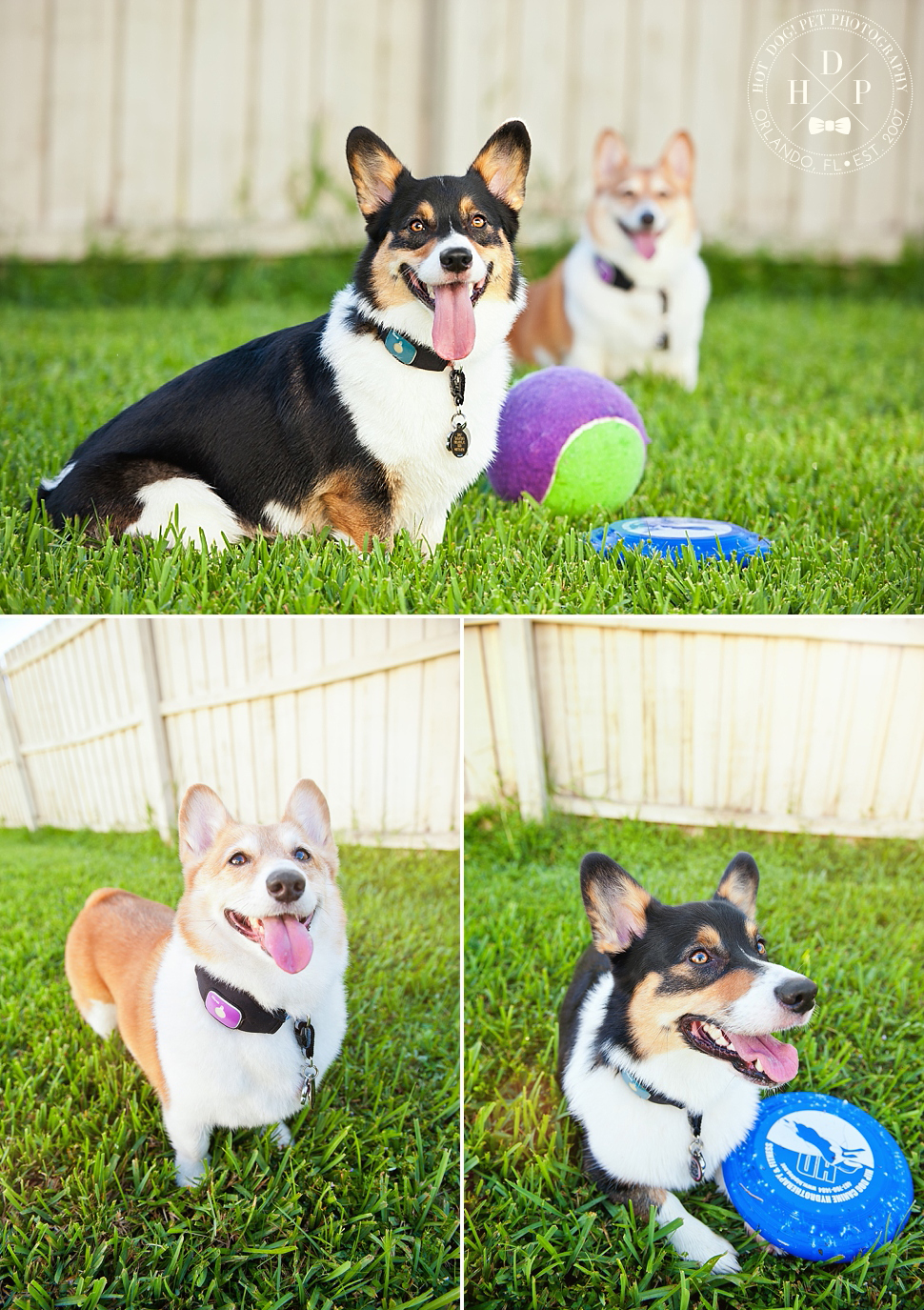 Ginger and Snap | Orlando Dog Photography