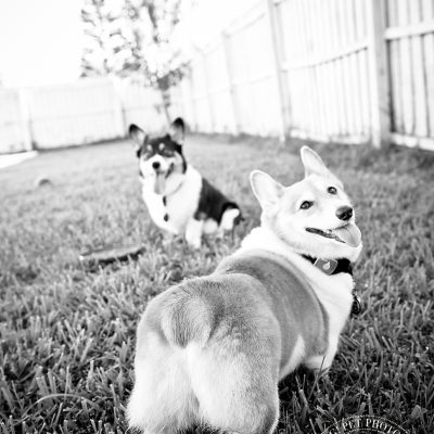 Ginger and Snap | Orlando Dog Photography