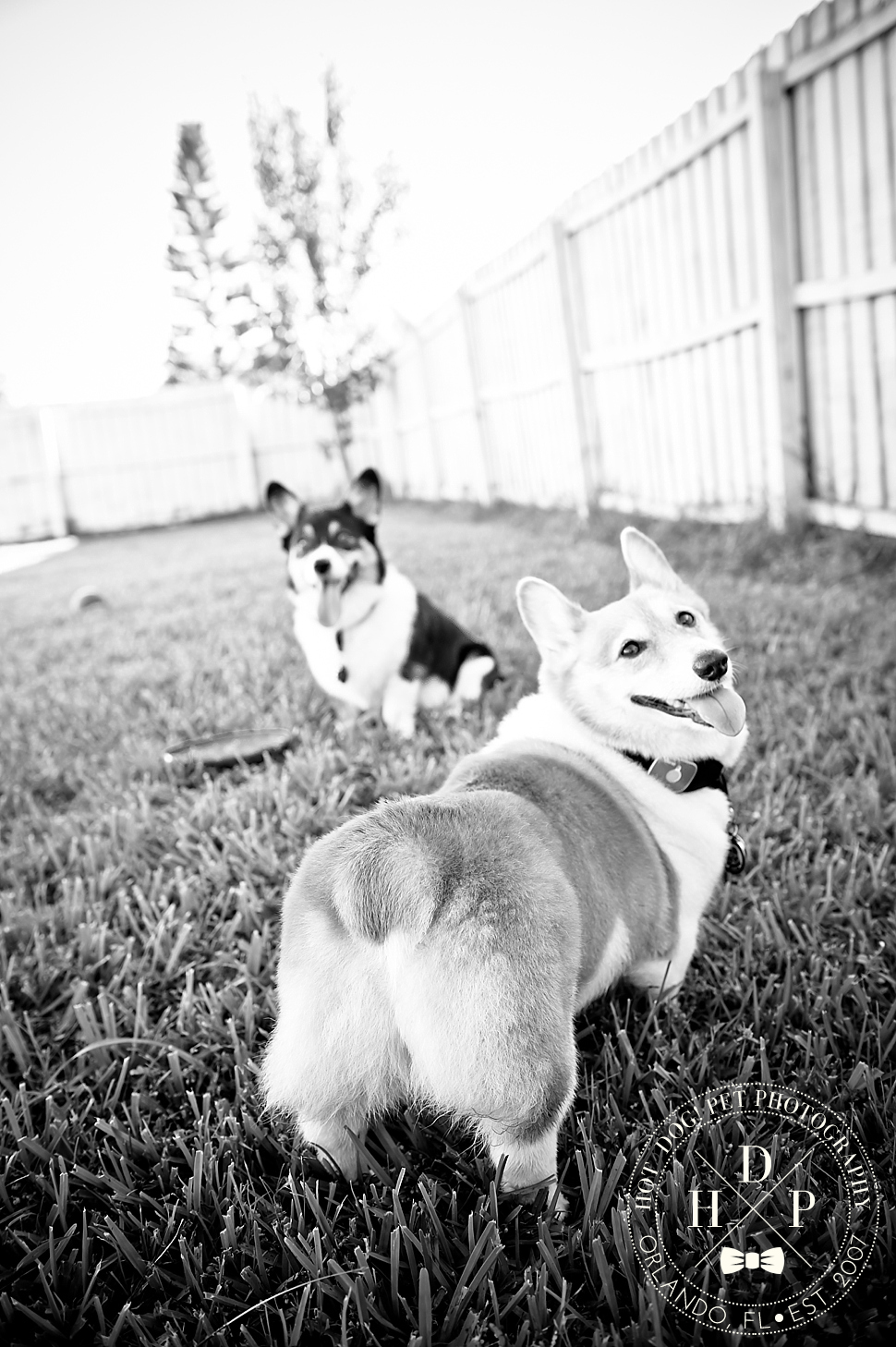 Ginger and Snap | Orlando Dog Photography