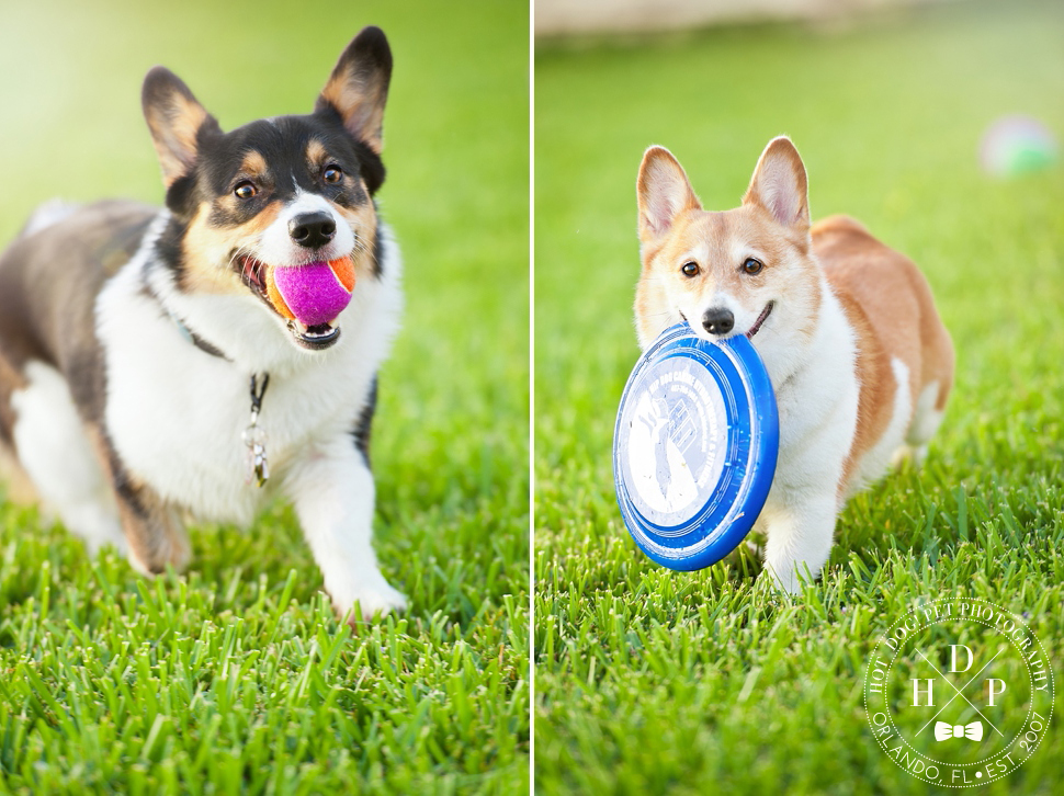 Ginger and Snap | Orlando Dog Photography