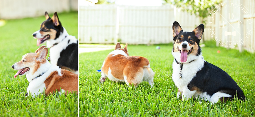 Ginger and Snap | Orlando Dog Photography